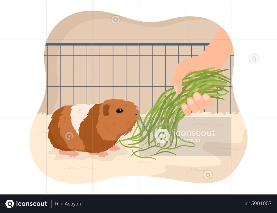 Feeding food to guinea pig  Illustration