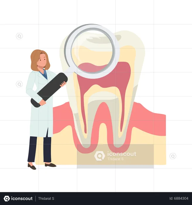 Female dentist research on teeth  Illustration