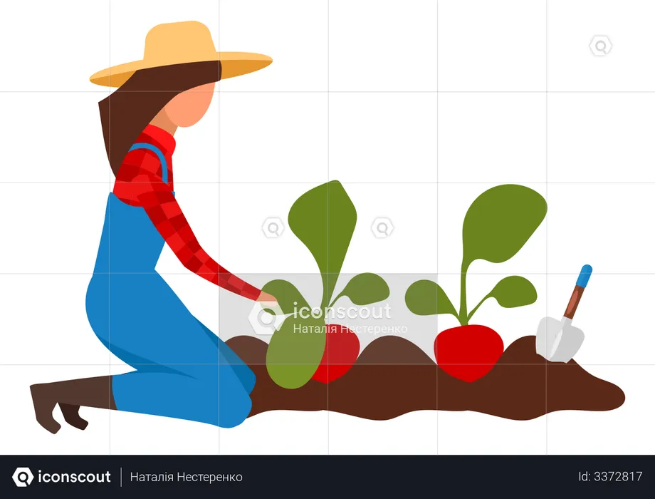 Female farmer collecting harvest  Illustration