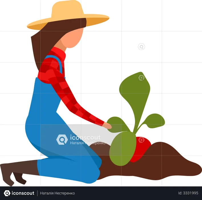 Female farmer digging up ripe beetroots  Illustration