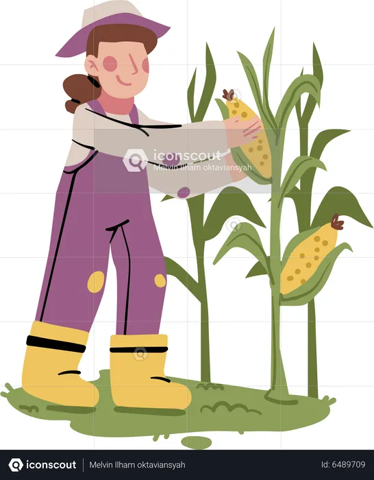 Female farmer doing Corn Harvest  Illustration