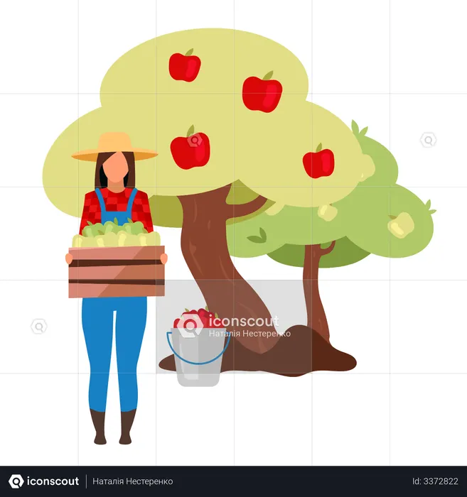 Female farmer gathering ripe apples from tree  Illustration