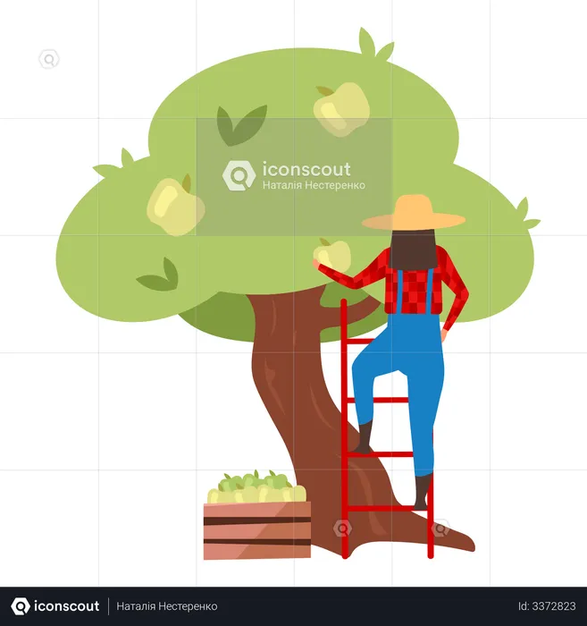 Female farmer gathering ripe apples on ladder  Illustration