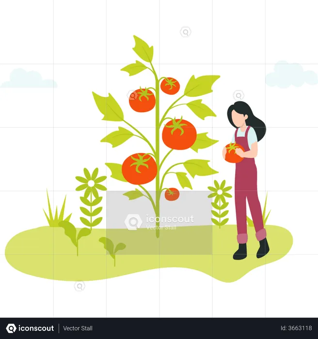 Female Farmer gathering ripe tomato  Illustration