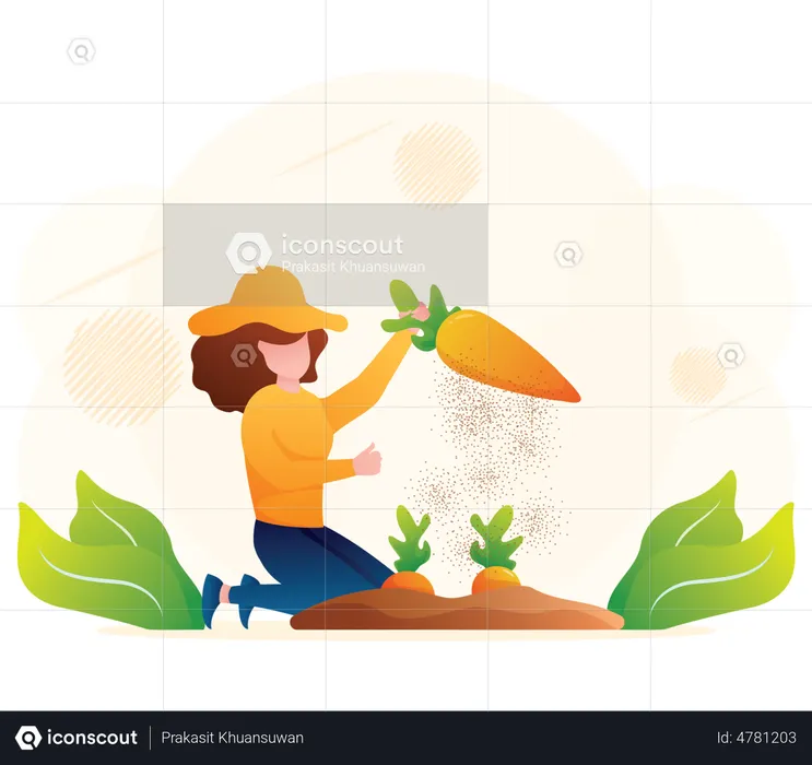 Female farmer harvesting carrot  Illustration