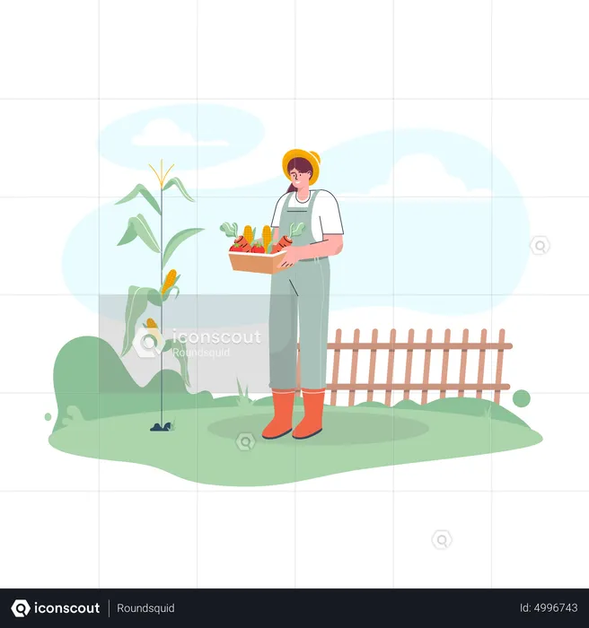 Female farmer harvesting fresh corn  Illustration