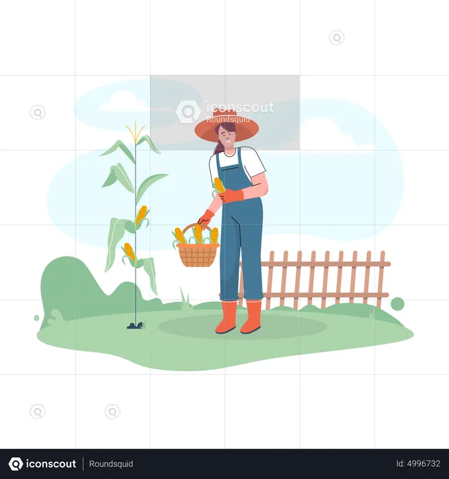 Female farmer harvesting fresh corns  Illustration