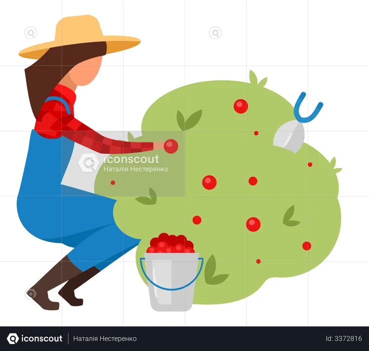 Female farmer picking berries  Illustration
