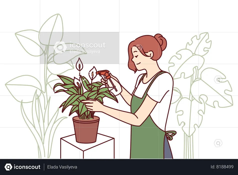 Female gardener takes care of house plants by spraying leaves with fertilizer  Illustration
