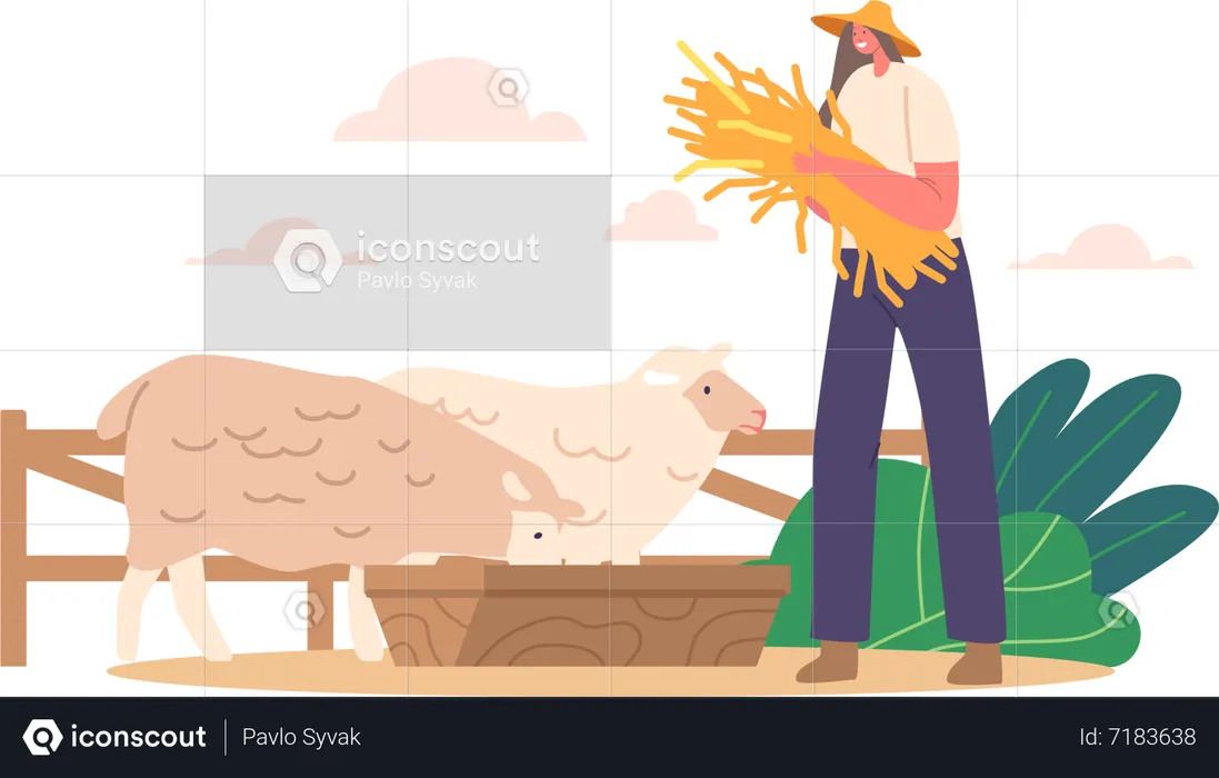Agricultora cuida de rebanho de ovelhas com feno fresco  Ilustração