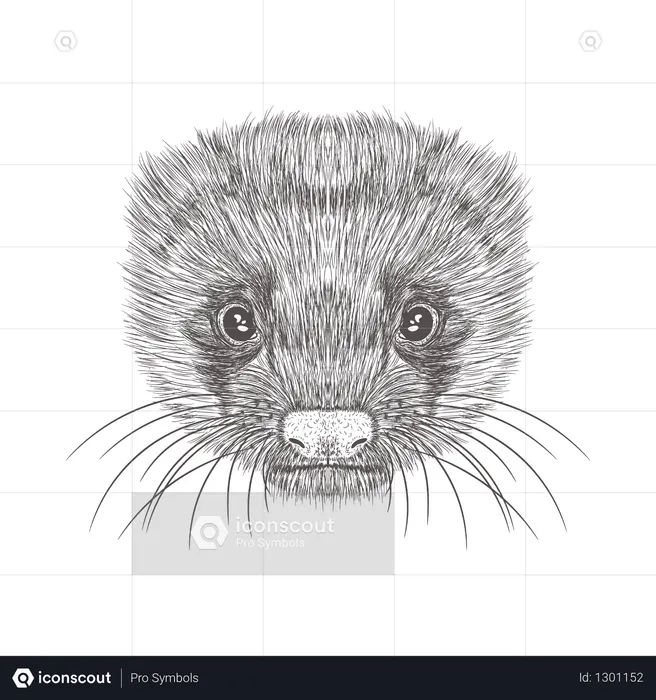 Ferret  Illustration