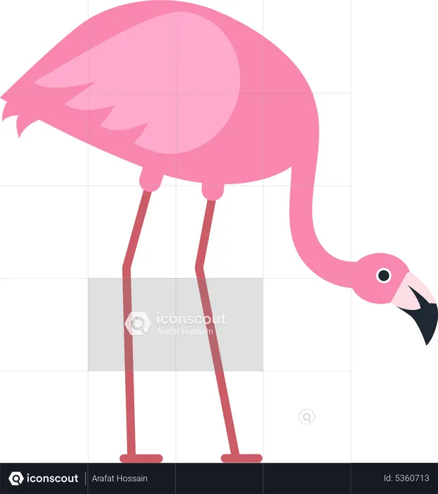 Flamingo  Illustration