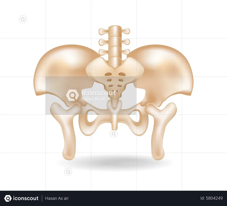 Flat 3d isometric concept illustration of pelvic bone anatomy cut  Illustration