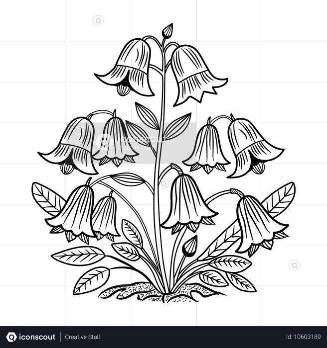 Flowers  Illustration