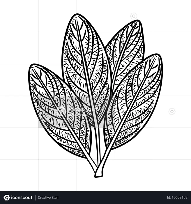 Foliage  Illustration