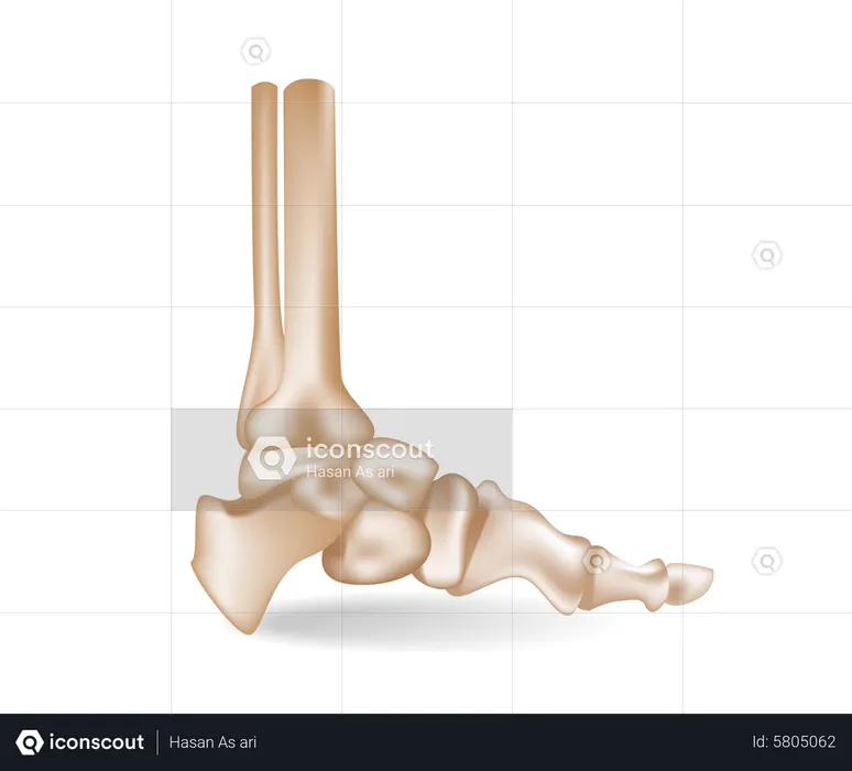 Foot bones  Illustration