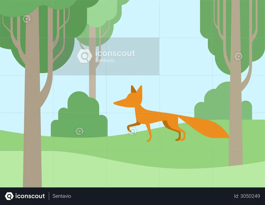 Fox  Illustration