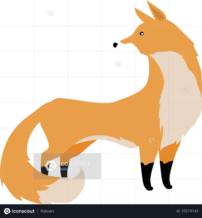 Fox  Illustration