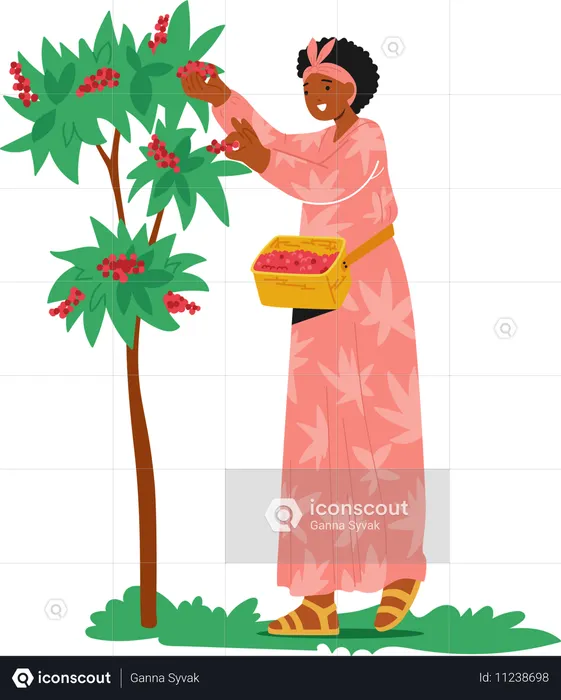 Frau im rosa Kleid pflückt rote Kaffeekirschen vom Baum  Illustration