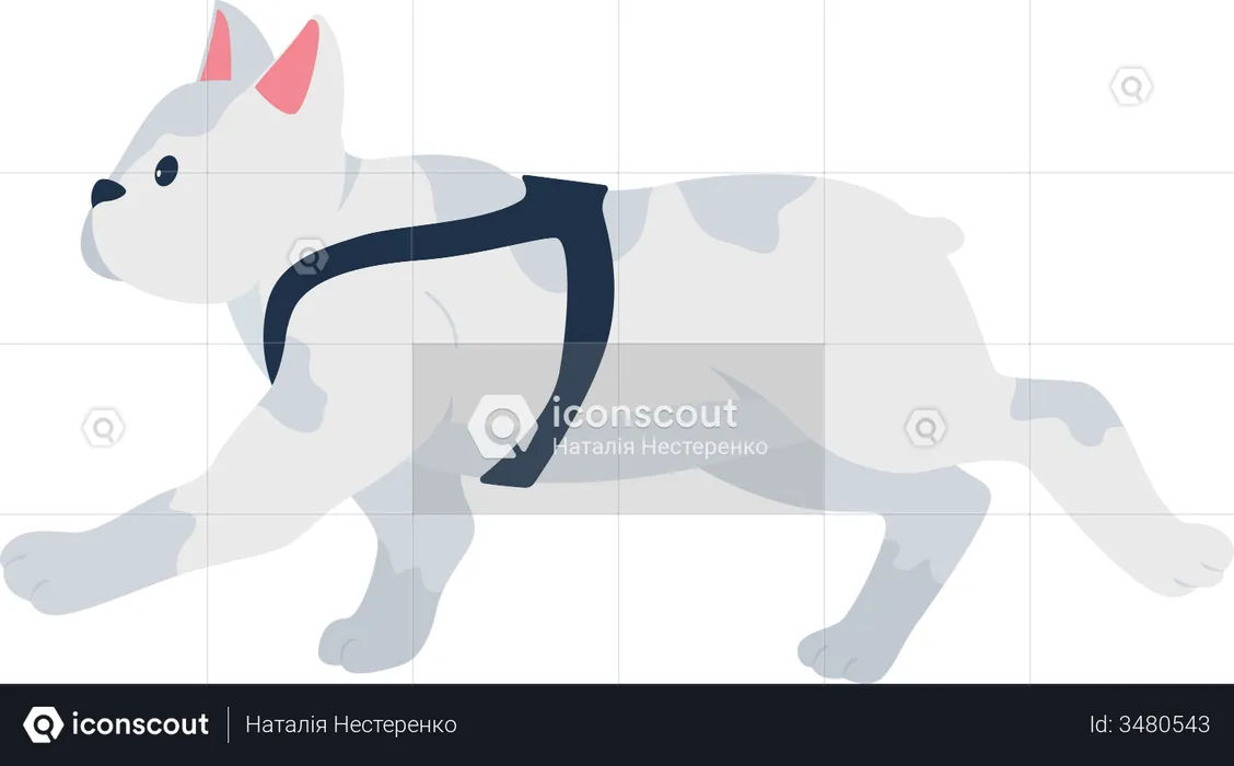 French bulldog  Illustration