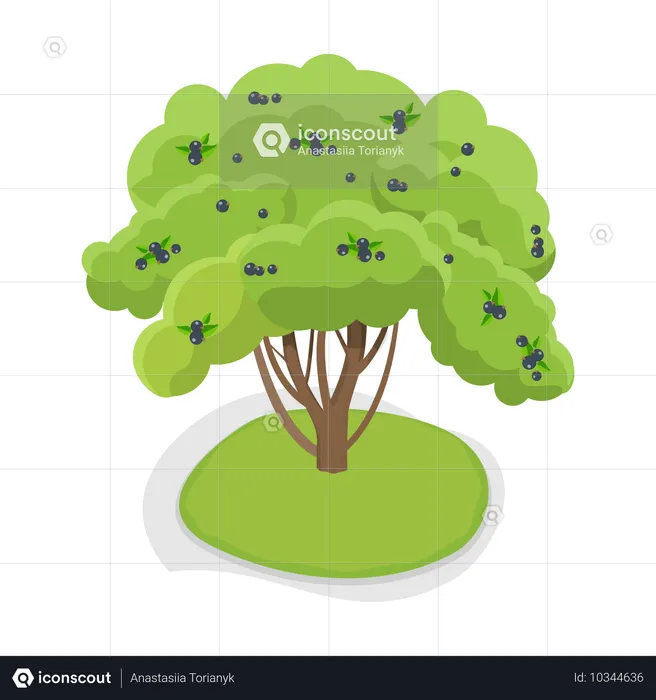 Fruit Tree  Illustration