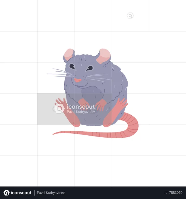 Funny sitting rat  Illustration