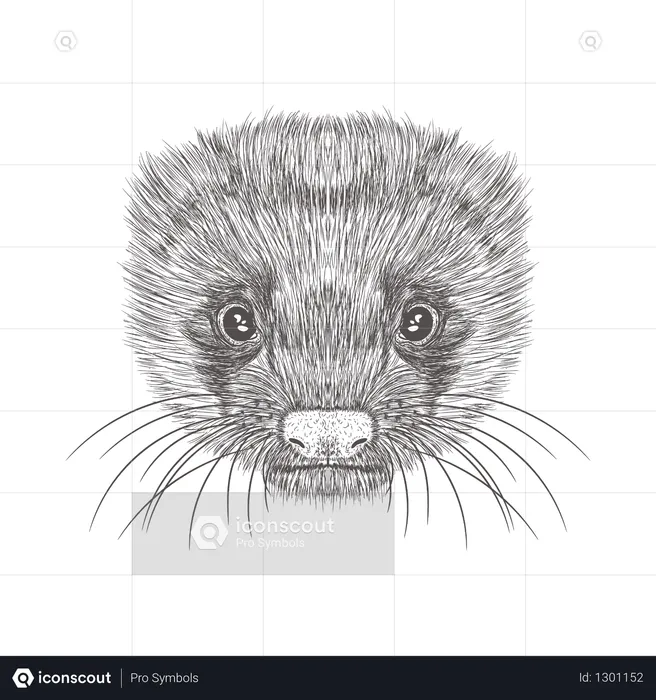 Furet  Illustration