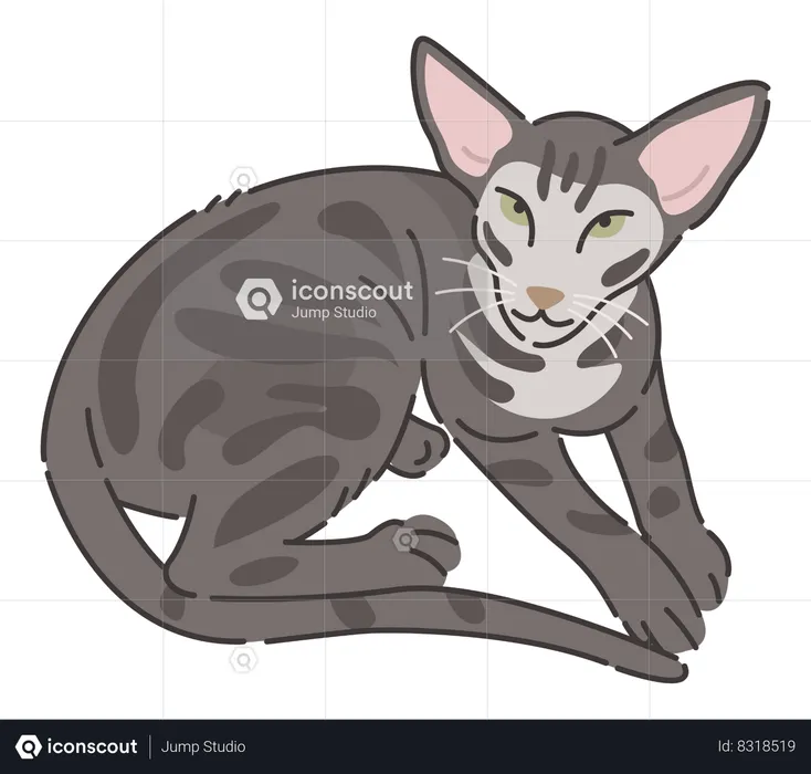 Gato oriental gato  Ilustração