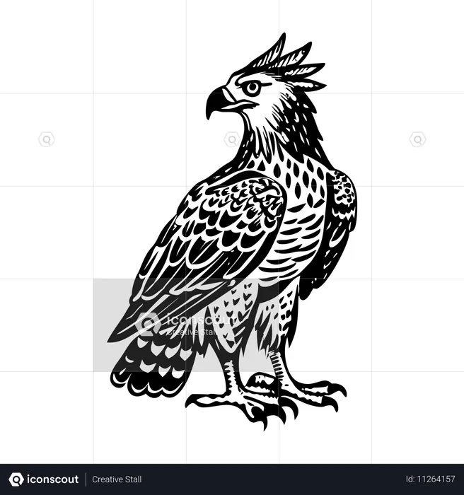 Gekrönter Adler  Illustration