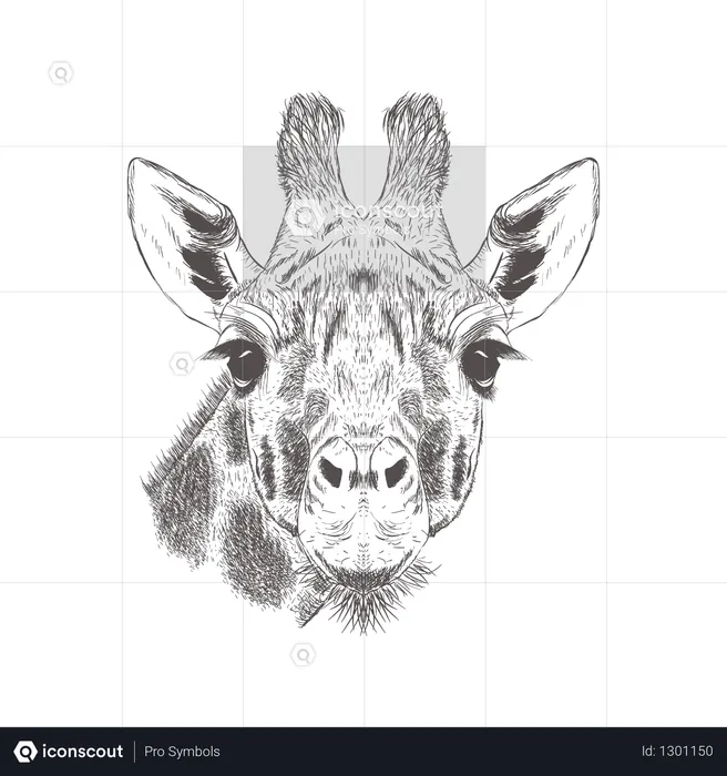 Giraffe  Illustration