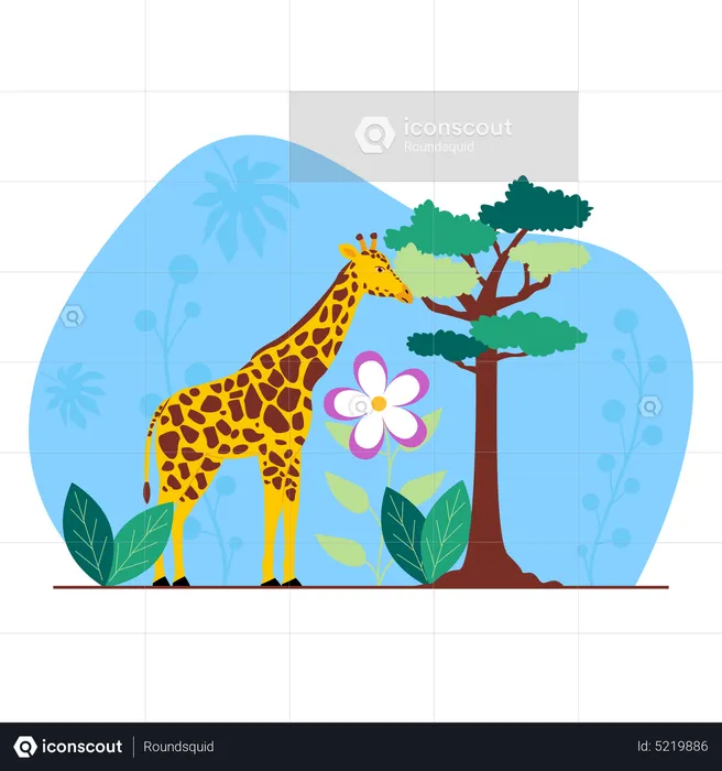 Giraffe  Illustration