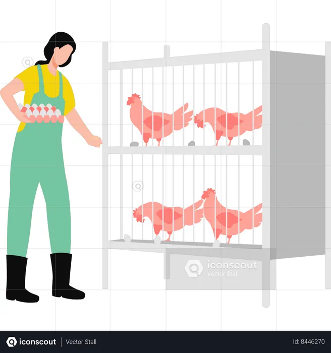 Girl collecting eggs from the hen's cage  Illustration