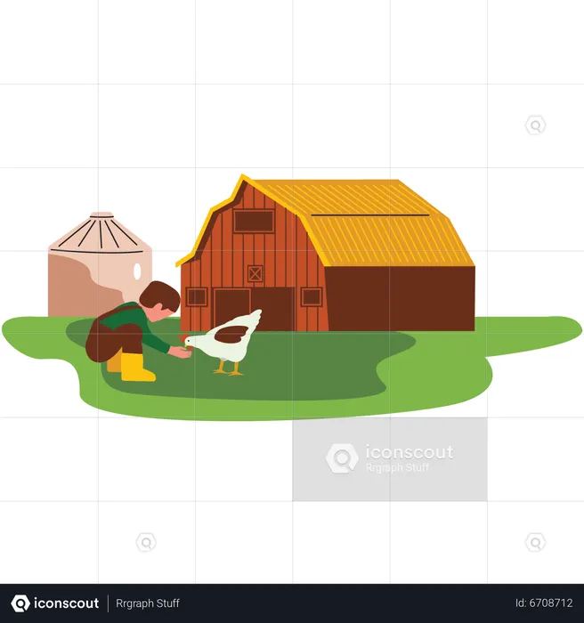 Girl feeding Chicken  Illustration