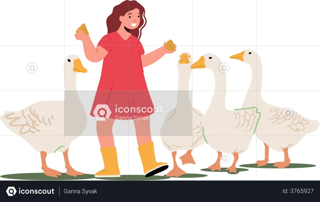Girl feeding fowl to ducks  Illustration