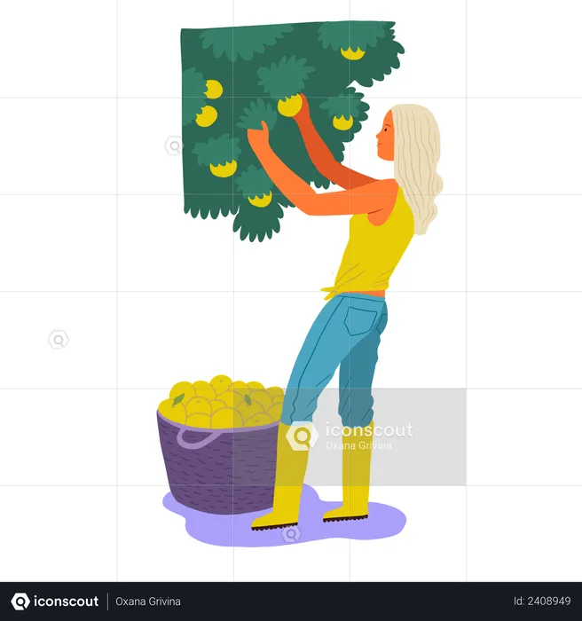 Girl gathering mangos in basket  Illustration