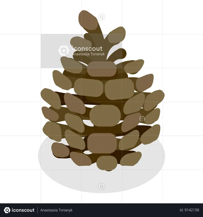 Glands et cônes  Illustration