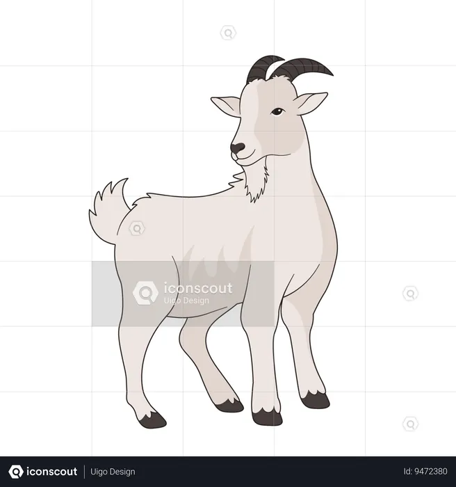 Goat  Illustration