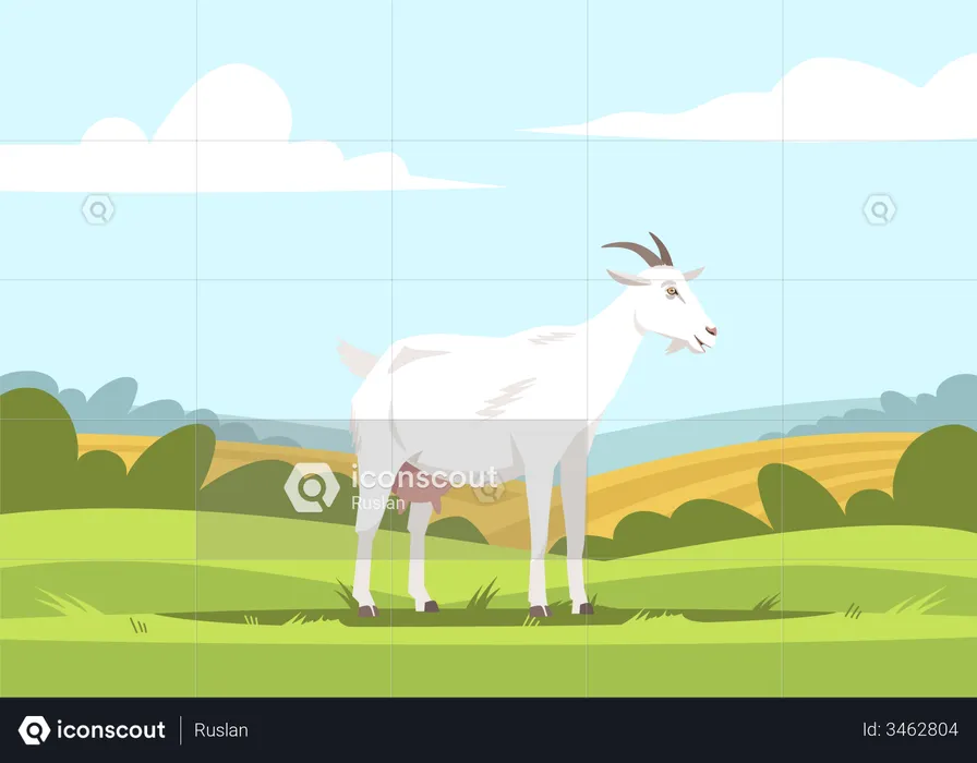 Goat At Farm field  Illustration