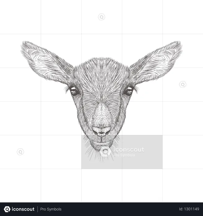 Goat Head  Illustration