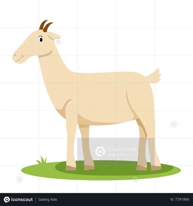 Goat  Illustration