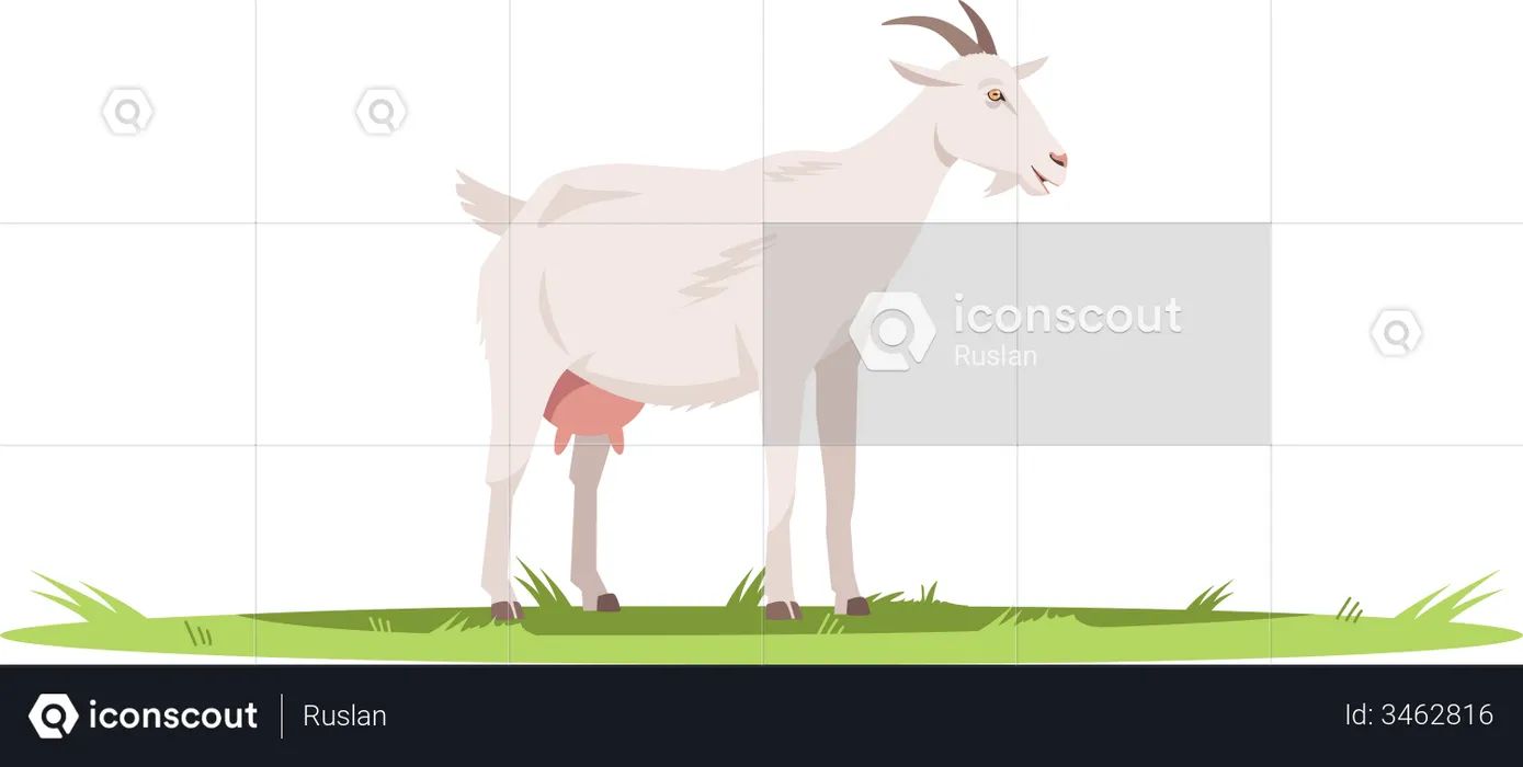 Goat  Illustration