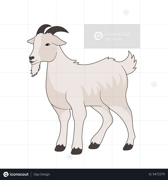 Goat  Illustration