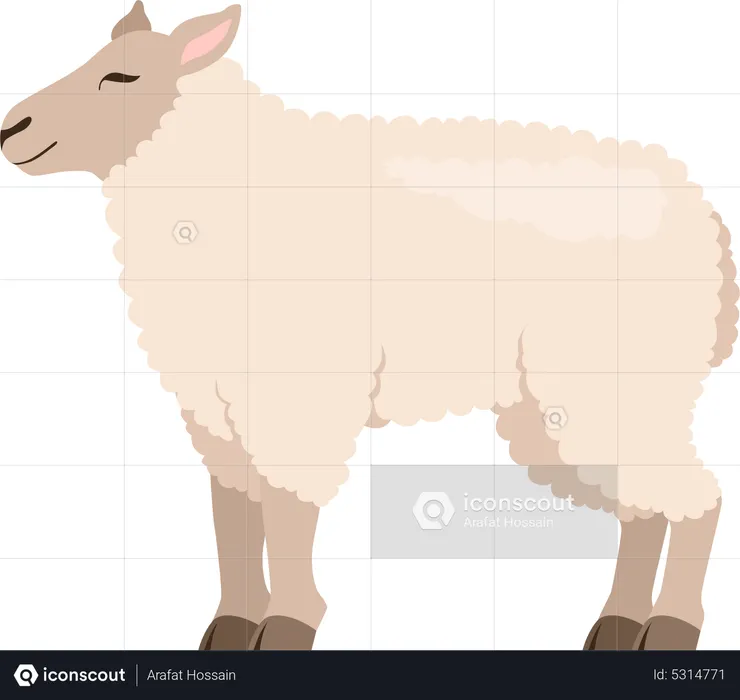 Goat  Illustration