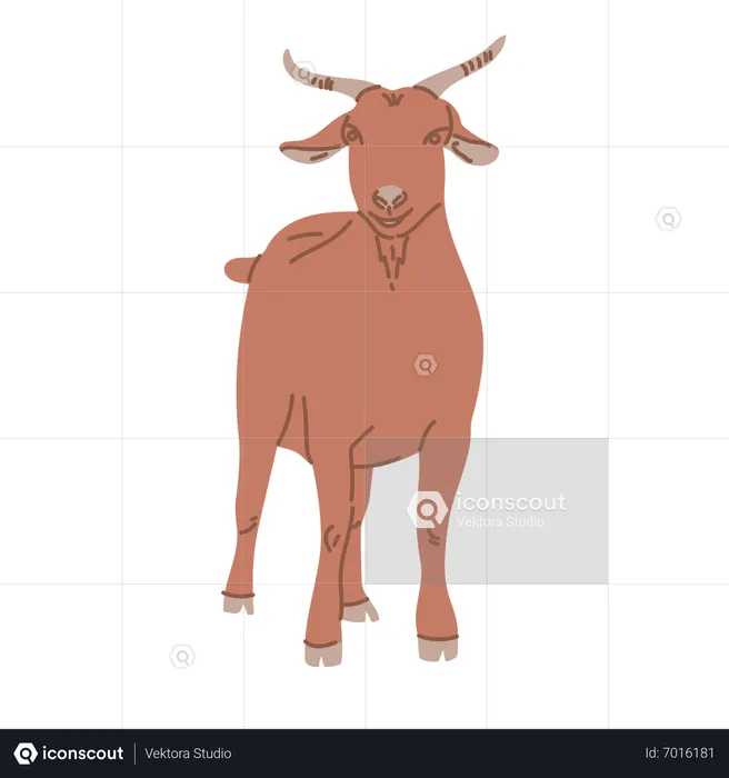 Goat standing  Illustration