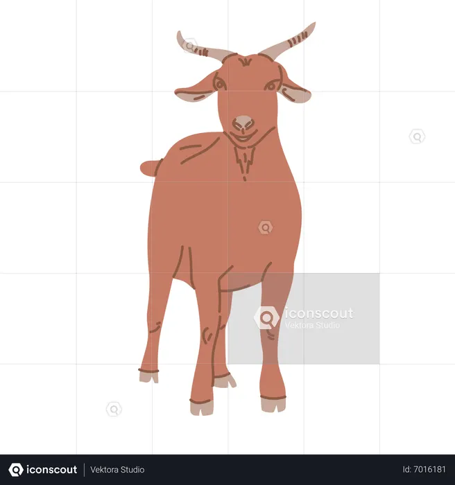 Goat standing  Illustration