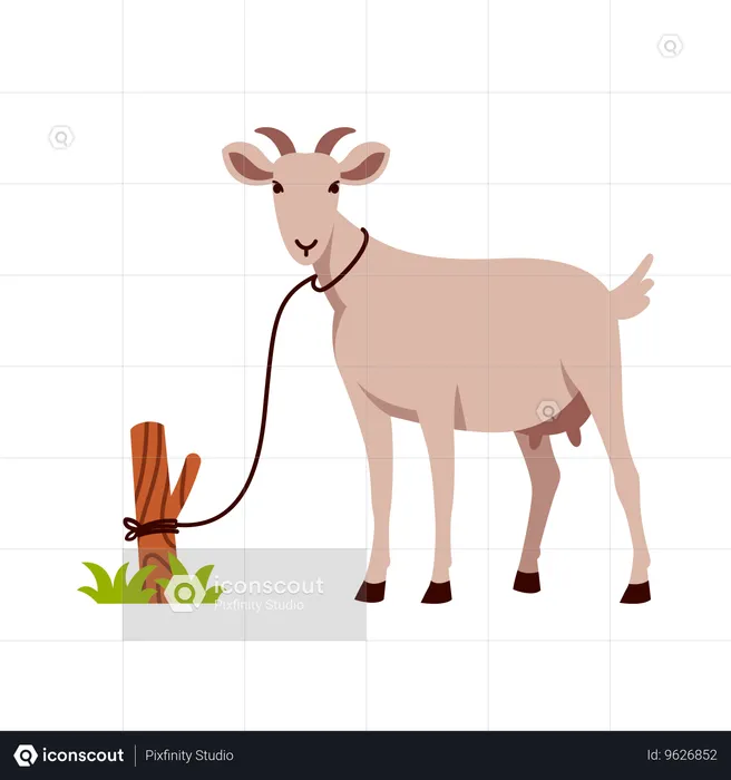 Goat Tied to a Post  Illustration