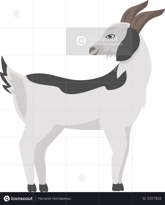 Goat with grey spots  Illustration