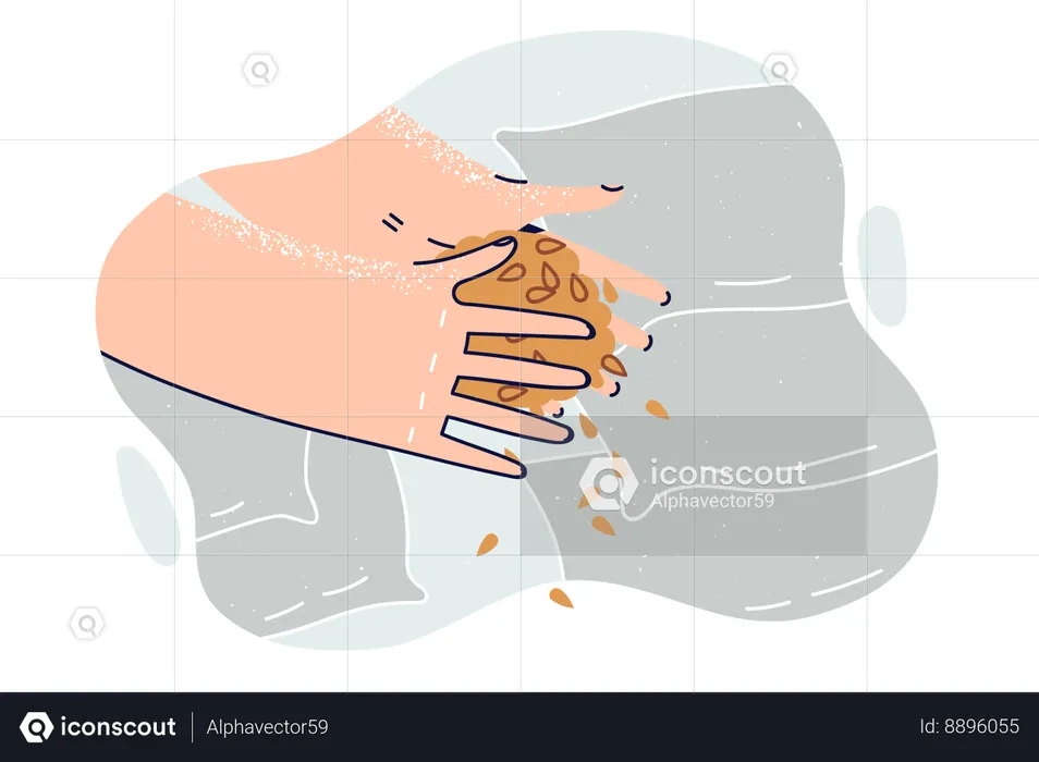 Grain of wheat in hands of man growing cereals for production of food and fresh bread from flour  Illustration