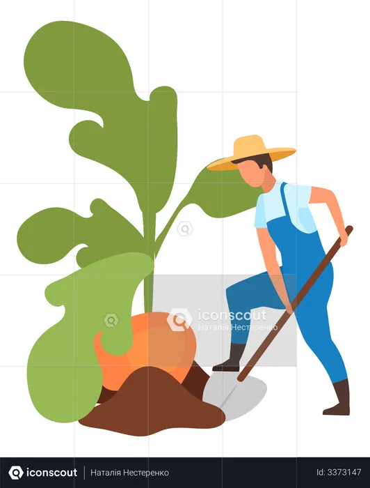 Agricultor haciendo cosecha de tubérculos  Ilustración