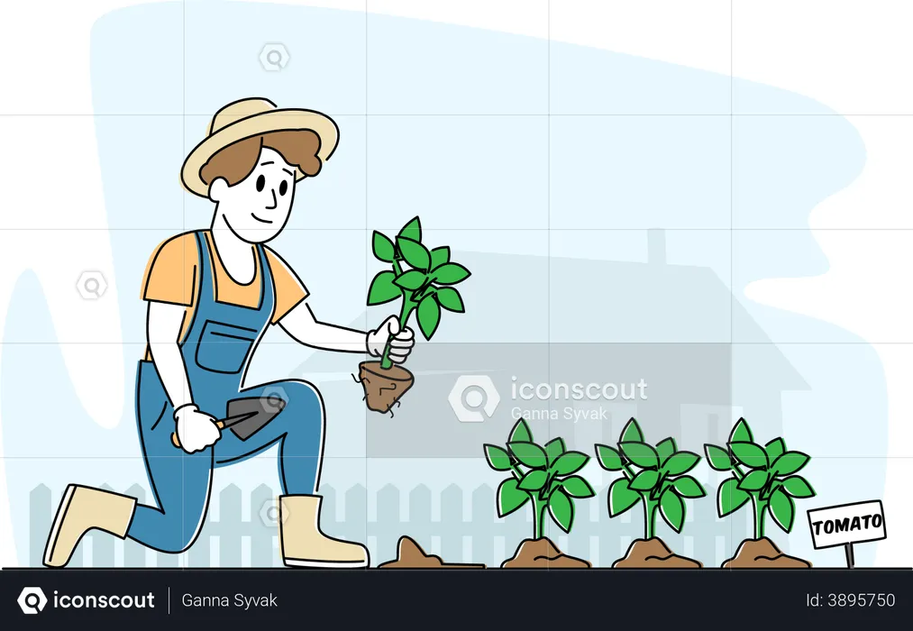 Granjero plantando brotes de tomate en el suelo  Ilustración